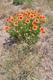 Many of them are texas natives, and many are naturalized for our area and/or are part of the plants for a round rock garden plant profiles: Developing Monarch Habitat In The South Texas Plains Nrcs Plant Materials Program