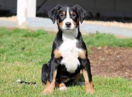 Use the search tool below and browse adoptable greater swiss mountain dogs! Greater Swiss Mountain Dog Puppy For Sale In Mount Joy Pa Adn 67454 On Puppyfinder Com Gender Female A Mountain Dog Breeds Puppies Swiss Mountain Dog Puppy