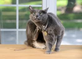 What else might be causing your cat to lose his hair? 5 Common Cat Skin Problems Petmd