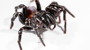 When an insect contacts the web. Sydney Funnel Web Spiders Aggressive And Capable Of Inflicting A Painful Bite Owlcation Education