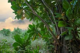 Image result for Anthocleista