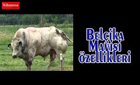 Belgium blue (belçika mavisi i̇neği). Belcika Mavisi Ozellikleri