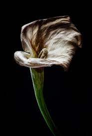 Unattributable Uploaded Sans Provenance Zantedeschia Aethiopica Calla Lily Dying Flowers Floral Photography Wilted Flowers