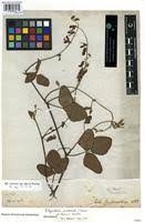 Image result for Rhynchosia sublobata