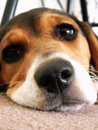 Hard To Believe That Anyone Can Experiment On Something That Looks Like This And Not Feel Horrible About Themselves Beagle Dog Beagle Puppy Dog Life