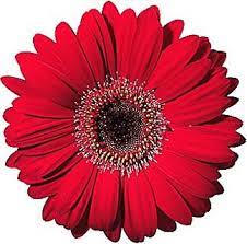 Red Gerbera Really Think This Red Maroon Color And Navy Are Going To Be My Colors Orange Is Out Dibujos De Flores Gerberas Tatuajes Femeninos