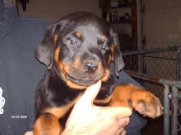 Rottweiler puppies ready for good home will be ten weeks old, pets only. Rottweiler Puppies For Sale