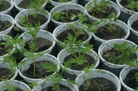 Image result for Artemisia afra