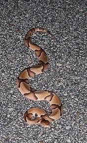 Black And White Striped Snake Texas Snake Venom Snake Reptiles And Amphibians