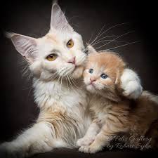 evde aslan beslemeye yakin bir his maine coon kedileri kedilikler