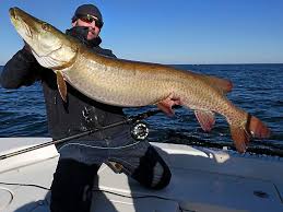 Wild caught, cleaned, sealed, frozen and shipped to your door! Simmering Minnesota Fishing Debate Explained Muskie Vs Walleye Twin Cities