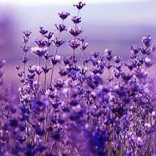 Lavender Flowers Fragrance Oil Lavender Flowers Fragrance Oil Blends True Lavender