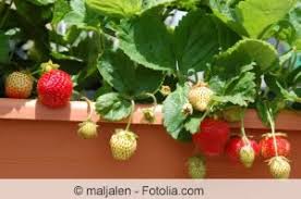 Viele bedingungen für den gemüseanbau sind aber auf dem balkon sogar besser. Obst Und Gemuse Auf Dem Balkon Anbauen Tipps Zum Gemuseanbau Gartenlexikon De