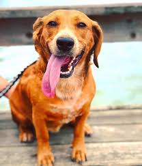 Get To Know 57 Of The Best Golden Retriever Mixes K9 Web