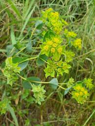 Image result for Bupleurum rotundifolium