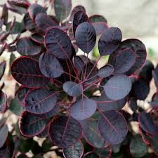 Cotinus coggygria 'lilla' forms a small, rounded, deciduous shrub with all of the colour and interest of its larger cousins. Cotinus Coggygria Peruckenstrauch Lilla 30 40cm Garten Balkonpflanzen Com Garten