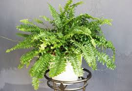 The boston fern plant requires plenty of humidity and low light to prevent the fern from turning brown. Why Is My Boston Fern Dying And How To Fix It Smart Garden Guide