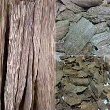 The process of propagation will. Agarwood Seeds Archives Natural Fragrance