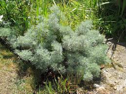 Image result for Artemisia sp.no.1