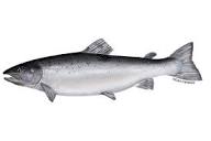 Atlantic Salmon (Protected) | NOAA Fisheries