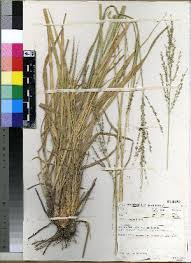 Image result for Panicum infestum