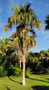 Image result for Livistona chinensis