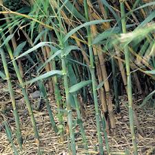 Image result for Arundo donax