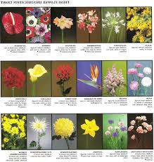 Flower Identification Photos