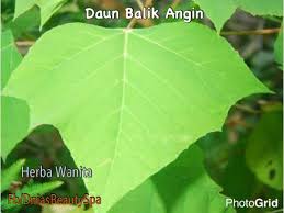 Pusingan haid tidak teratur 5. Kenali Herba Buang Angin Daun Balik Dnias Beauty Spa Facebook