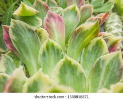 Image result for Monadenium lugardiae