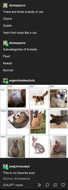 The rescue cat, who shares the star wars: The Types Of Cats Tumblr