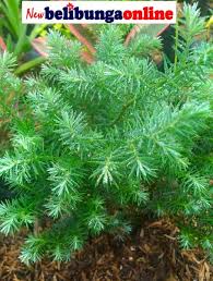 We did not find results for: Jual Tanaman Hias Daun Cemara Embun Di Lapak Newbelibungaonline Bukalapak