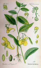 Image result for Impatiens psychadelphoides