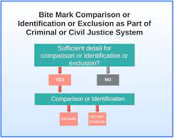 Bite Mark Comparison Or Identification Or Exclusion As Part Of Criminal Download Scientific Diagram