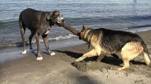 He is an excellent companion and gentle with children and other pets. Dueling Bigdogs Great Dane Vs German Shepherd Http Www Bajodog Com Youtube