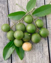 Image result for Melicoccus