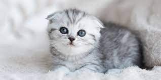 Berbicara jenis kucing raksasa, yang menempati urutan pertama adalah pixie bob. Jenis Kucing Peliharaan Nabi Muhammad Saw Beserta Keistimewaannya Kapanlagi Com