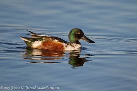 Backyard Birds Of Central Florida Central Florida Backyard Bird Identification Backyard Birds Bird Identification Backyard