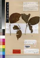 Image result for Grevea