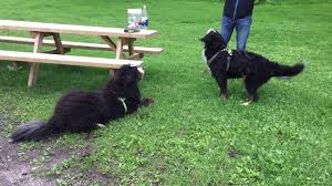 Manda The Bmd Tim Doing Tricks For Treats Bernese Mountain Dog Puppy Mountain Dogs Bernese Mountain Dog