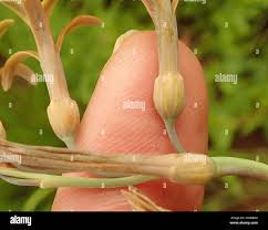 Image result for Dipcadi marlothii