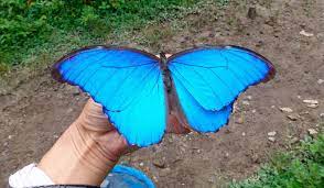 Mariposas Morpho Azul