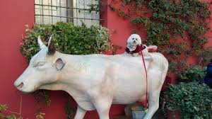 Pin By Lucy P On Maltese Co Animal Stories Animals Pets