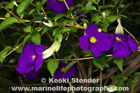 Image result for Thunbergia erecta