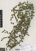 Image result for Phyllanthus fischeri