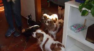 Non è che i cani da appartamento debbano uscire solo quei cinque minuti per la pipì e per la cacchina. Firenze 66 Cani Segregati In Una Casa Scoperto Canile Abusivo In Un Appartamento