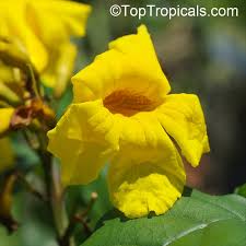 Image result for Markhamia lutea