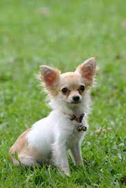 Maybe you would like to learn more about one of these? Chihuahua Dogslife Dog Breeds Magazine