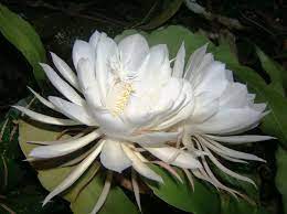 Its rareness and beauty make it a very special flower. 10 Incredibly Rare Flowers You Have Probably Never Seen The Mysterious World