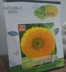 Mendy adalah seorang penulis profesional yang berkompeten dibidang pendidikan, bidang kuliner dan bidang agama. Isi 10 Benih Biji Bunga Matahari Sunflower Teddy Bear Haira Seed Peralatan Berkebun Berkebun Hobi Koleksi Bukalapak Com Inkuiri Com